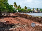 Sargazo: ‘Una solución completa no la veo en el panorama’