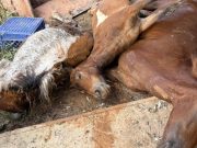 Mueren cuatro caballos con descarga eléctrica