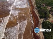 DRNA crea unidad especializada para atender el sargazo