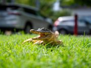 Sin tregua la posesión de animales exóticos en el sur