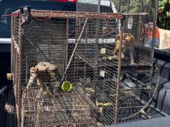 DRNA inicia traslado de especies exóticas al Zoológico Nacional de la República Dominicana