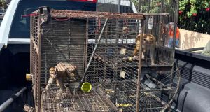 DRNA inicia traslado de especies exóticas al Zoológico Nacional de la República Dominicana