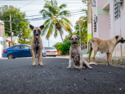 Una amenaza los animales realengos en las calles del sur