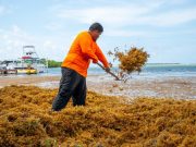 Culmina temporada récord de sargazo con más de 200 toneladas recolectadas