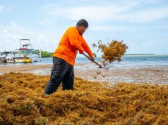 Culmina temporada récord de sargazo con más de 200 toneladas recolectadas