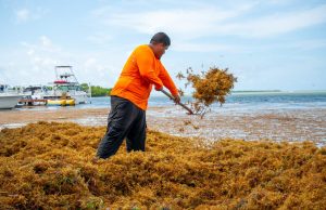 Culmina temporada récord de sargazo con más de 200 toneladas recolectadas