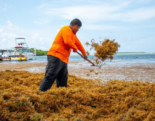 Culmina temporada récord de sargazo con más de 200 toneladas recolectadas