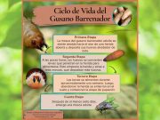 Alerta por gusano barrenador