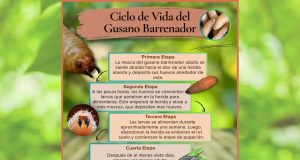 Alerta por gusano barrenador