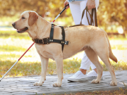 Animales de servicio vs. los de apoyo emocional