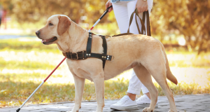 Animales de servicio vs. los de apoyo emocional