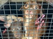 Policía allana apartamento y remueve tres animales maltratados