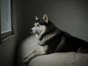 Causa para juicio contra mujer imputada de abandonar perro