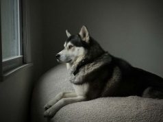 Causa para juicio contra mujer imputada de abandonar perro