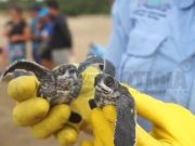 DRNA informa la existencia de 957 nidos de tortugas carey en Isla de Mona