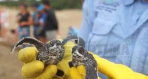 DRNA informa la existencia de 957 nidos de tortugas carey en Isla de Mona