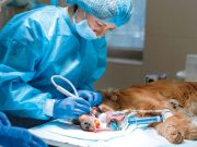 Veterinarios sin títulos: Intrusos de bata blanca