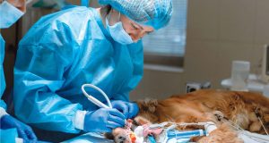 Veterinarios sin títulos: Intrusos de bata blanca