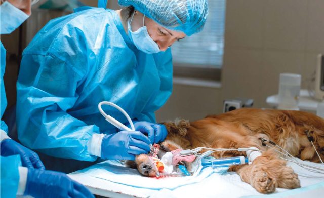 veterinario f