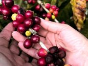 Barranco abajo la industria del café