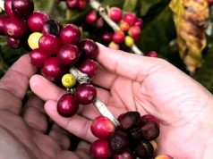 Barranco abajo la industria del café