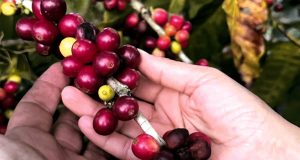 Barranco abajo la industria del café