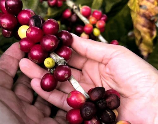 Barranco abajo la industria del café