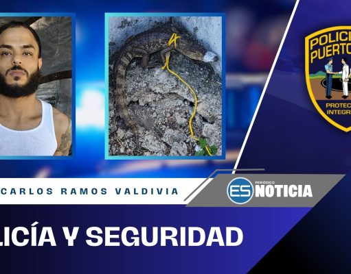 Policía diligencia orden de arresto y encuentra armas y caimán