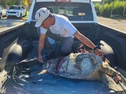 Encuentran carey muerto en sector Las Cucharas en Ponce