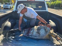 Encuentran carey muerto en sector Las Cucharas en Ponce