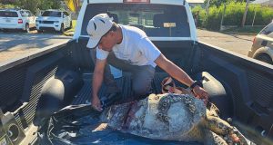 Encuentran carey muerto en sector Las Cucharas en Ponce
