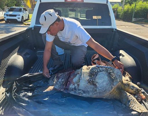 Encuentran carey muerto en sector Las Cucharas en Ponce