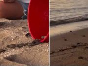 Tortugueros del Caribe celebra aumento de actividad de tortugas en Cabo Rojo