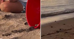 Tortugueros del Caribe celebra aumento de actividad de tortugas en Cabo Rojo