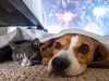 Proteger a las mascotas ante los ruidos de despedida de año