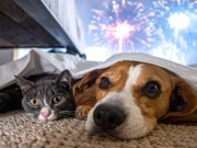 Proteger a las mascotas ante los ruidos de despedida de año