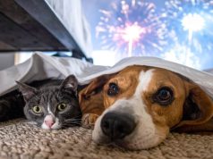 Proteger a las mascotas ante los ruidos de despedida de año