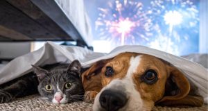 Proteger a las mascotas ante los ruidos de despedida de año