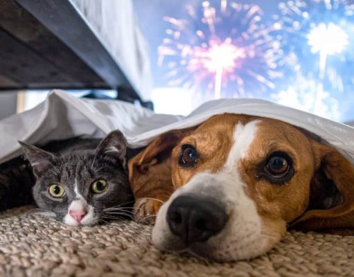 Proteger a las mascotas ante los ruidos de despedida de año