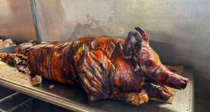 Cerdo del país intenta sobrevivir