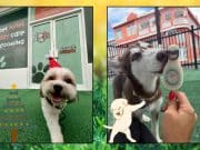 Inauguran negocio dirigido a consentir a las mascotas