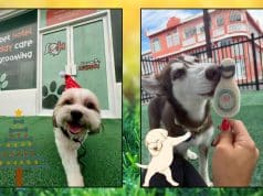 Inauguran negocio dirigido a consentir a las mascotas