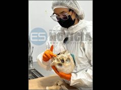 ICF confirma que osamenta hallada en Rincón y tejido en Naranjito son humanos