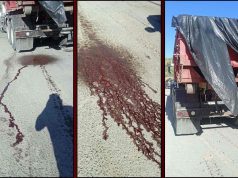 PIP solicita investigación sobre transporte de residuos animales hacia vertedero en Ponce