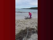 DRNA investiga hallazgo de manatí muerto en playa de Guánica