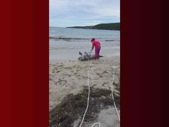 DRNA investiga hallazgo de manatí muerto en playa de Guánica