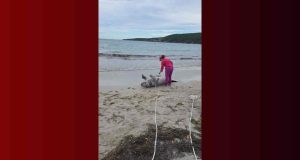 DRNA investiga hallazgo de manatí muerto en playa de Guánica