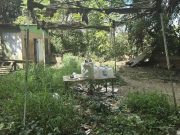 Investigan querella por maltrato de animales tras hallar unos 45 perros en mal estado en residencia de Caguas