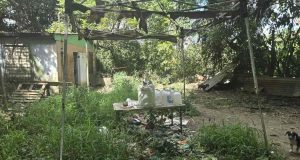 Investigan querella por maltrato de animales tras hallar unos 45 perros en mal estado en residencia de Caguas