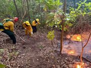 Bomberos reporta 121 fuegos forestales en lo que va del año